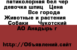 патиколорная бел/чер девочка шпиц › Цена ­ 15 000 - Все города Животные и растения » Собаки   . Чукотский АО,Анадырь г.